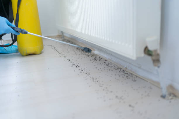 Trusted Debary, FL Pest Control Experts
